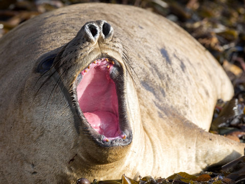 South Elephant Seal, Mirounga leonina, the highest Pinnipeds weighs up to 4.5 tons, Carcass Island, Falkland-Malvinas
