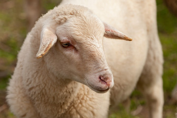 Sheep grazing in the meadow with green grass