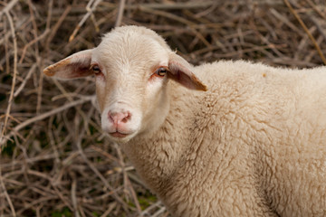 Naklejka na ściany i meble Sheep grazing in the meadow with green grass