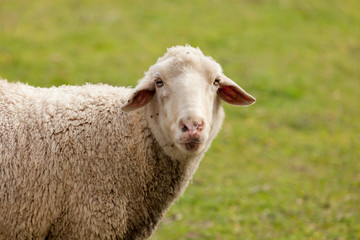 Naklejka na ściany i meble Sheep grazing in the meadow with green grass