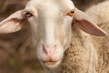 Obraz premium Sheep grazing in the meadow with green grass