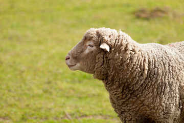Fototapeta premium Sheep grazing in the meadow with green grass