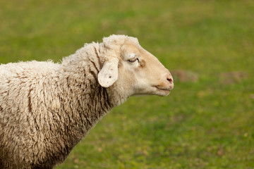 Sheep grazing in the meadow with green grass