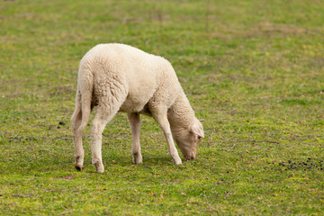 Obraz na płótnie Canvas Sheep grazing in the meadow with green grass