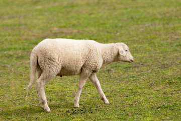 Sheep grazing in the meadow with green grass