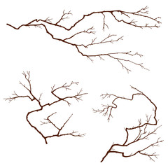 Branches without leaves.Curved silhouettes of the trees. Isolated background.