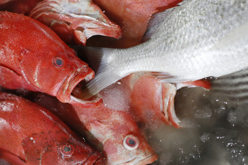 Fresh fish at the market July, 2016 : Kuta, Kabupaten Badung, Bali, Indonesia