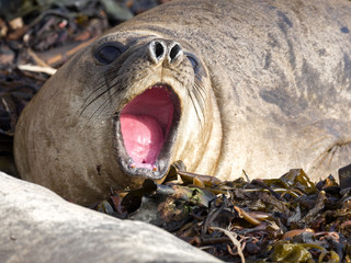 South Elephant Seal, Mirounga leonina, the highest Pinnipeds weighs up to 4.5 tons, Carcass Island, Falkland-Malvinas