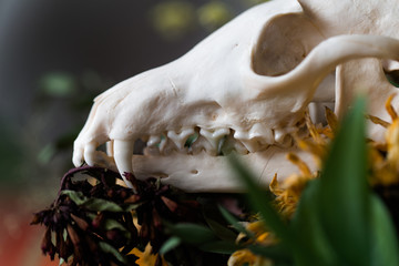 Skull fox in a bouquet of flowers wilted sunflower bouquet.