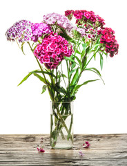 Dianthus barbatus. Flowers in the vase on the wooden table.