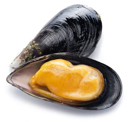 Foto auf Acrylglas Meeresfrüchte Mussel on a white background.