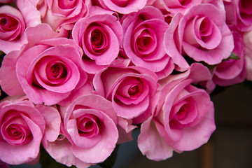 Pink Roses 