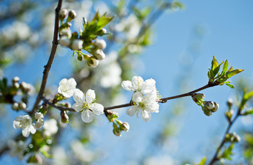 Blooming cherry tree twig.