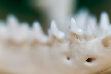 Jaw of skull fox lying on a wooden table, part. Colored paint stains acrylic and watercolors, workplace artist, painter