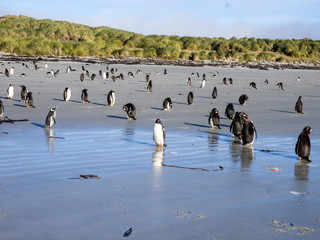 Gentoo penguin, Pygoscelis Papua, on a great beach, island Cracass, Falkland - Malvinas
