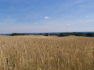 Wheat reading for harvesting in a field
