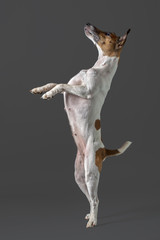 Fox terrier dog standing on its hind legs on a gray background