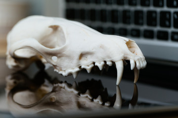 Fox skull without the lower jaw on the laptop keyboard. Concept of the dangers of IT Tehology and Artificial Intelligence