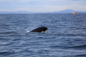 Fototapeta premium Orca taucht vor einem Zodiac auf