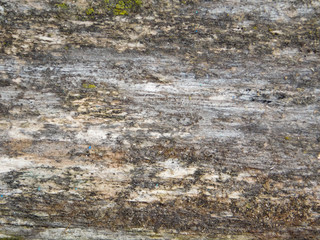 Ancient weathered wood