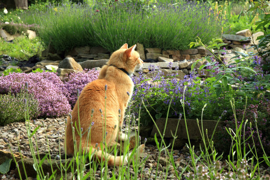 Ginger cat in the eco garden lured by the smell of catnip