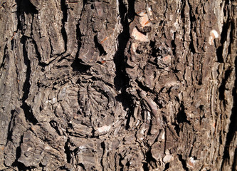 tree texture