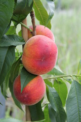 Prunus persica Red Haven 