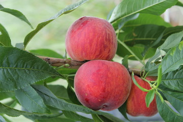 Prunus persica Fresh 