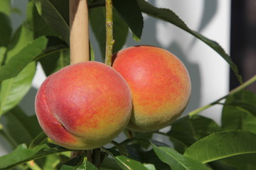Prunus persika Fresh Red