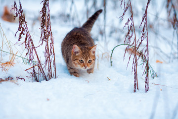 Naklejka premium Kitten walking in snow