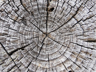 Fototapeta premium Circles on a wood cut