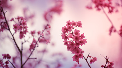 Pink blossom flower.
