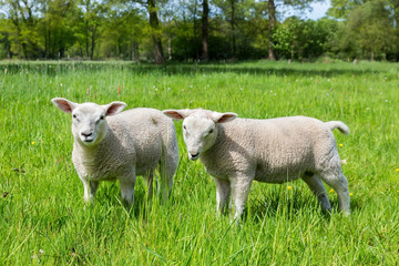 Two white dutch sheep in green spring meadow