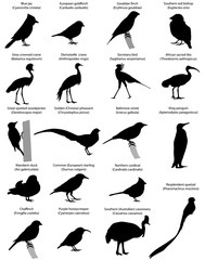 Collection of silhouettes of different species of birds