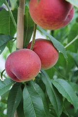 Prunus persica Roter Weinbergpfirsich