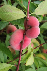 Tellerpfirsich Saturn