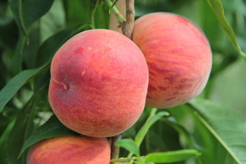Prunus persica Suncrest