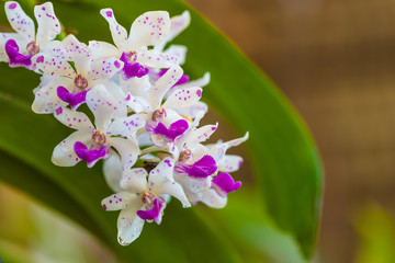 Rhynchostylis gigantea orchid
