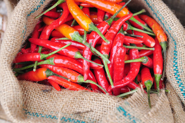 Red hot fresh chili pepper in burlap sack