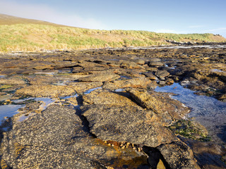 Carcass coast of the island, the Falklands - Malvinas