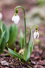 Beautiful snowdrop in spring