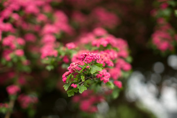 Obraz premium Pink flowers on a tree branch