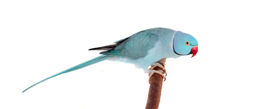 The rose-ringed or ring-necked parakeet on white