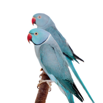 Fototapeta The rose-ringed or ring-necked parakeets on white