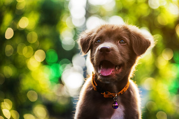 cute puppy dog with bokeh background