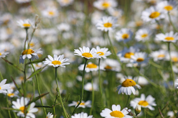 chamomile flower meadow spring season