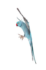 Fototapeta premium The rose-ringed or ring-necked parakeet on white