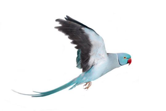 Fototapeta The rose-ringed or ring-necked parakeet on white