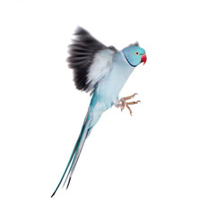 Naklejka premium The rose-ringed or ring-necked parakeet on white