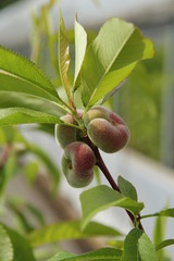 Tellerpfirsich Früchte